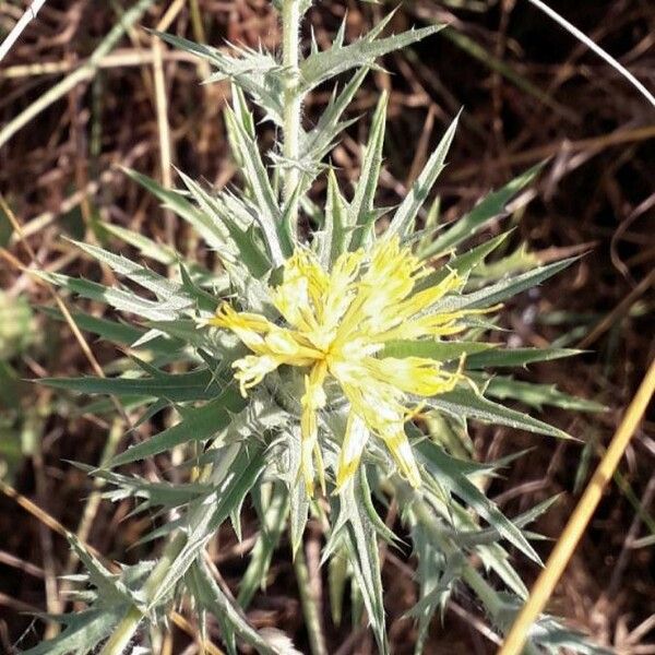 Carthamus lanatus Fleur