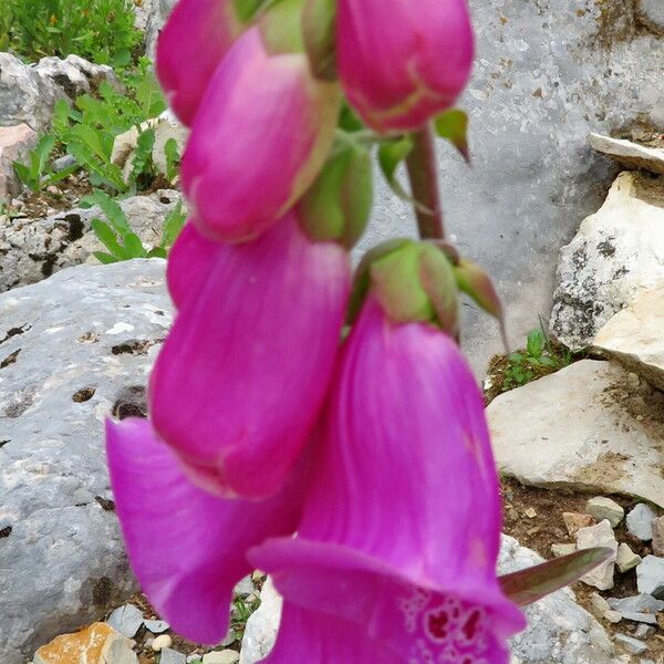 Digitalis purpurea Flor