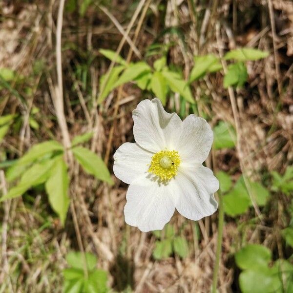 Anemonoides sylvestris Çiçek