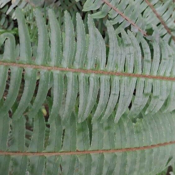 Nephrolepis cordifolia Leaf