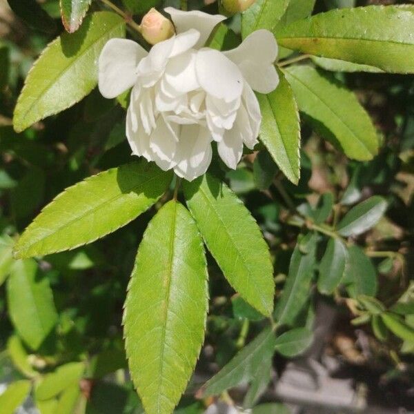 Rosa banksiae 花