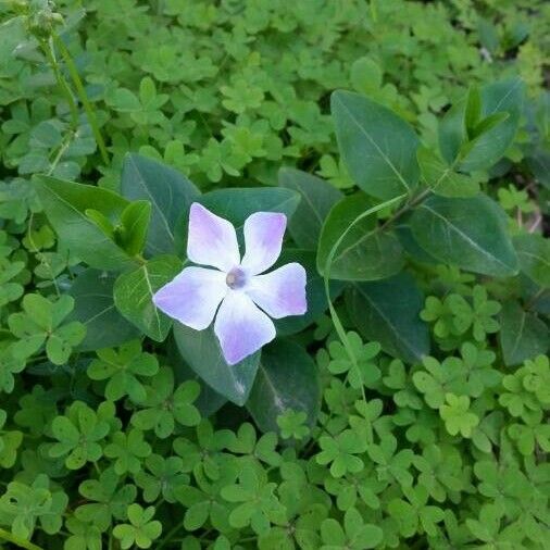 Vinca major Blodyn