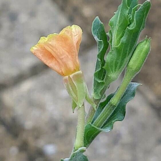 Oenothera indecora Flor