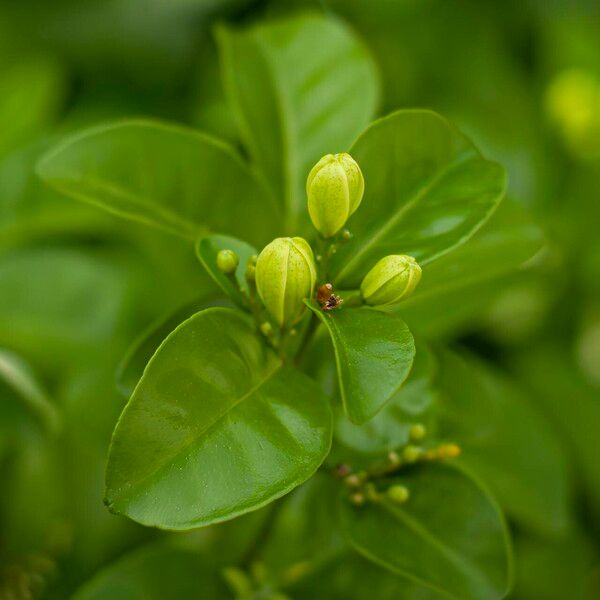 Murraya paniculata ফুল