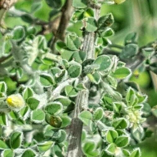 Genista canariensis Blad