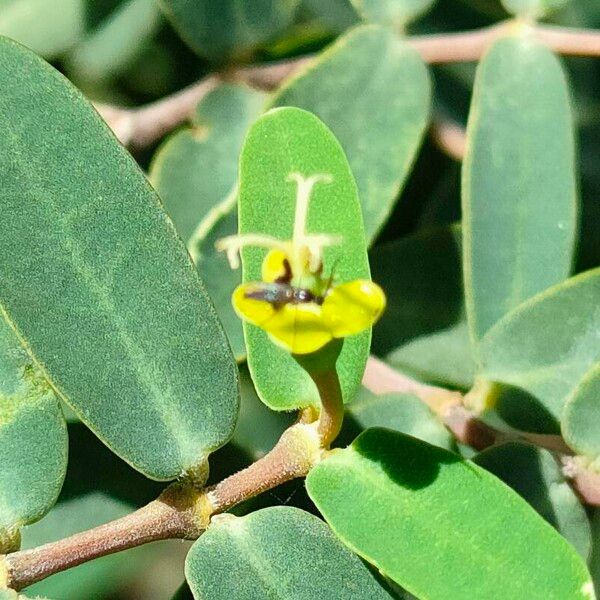 Euphorbia articulata Virág
