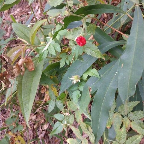 Rubus rosifolius Ostatní