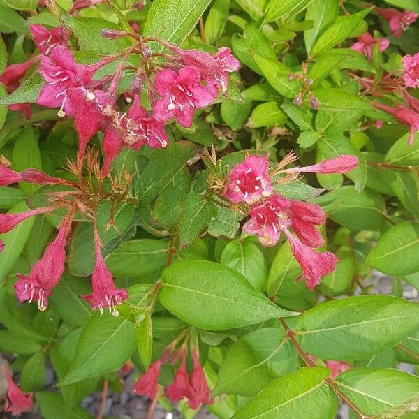 Weigela florida Blüte