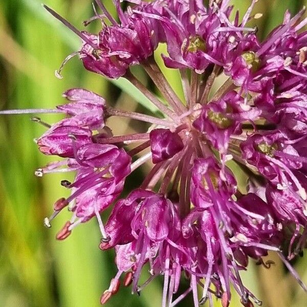 Allium strictum Fiore