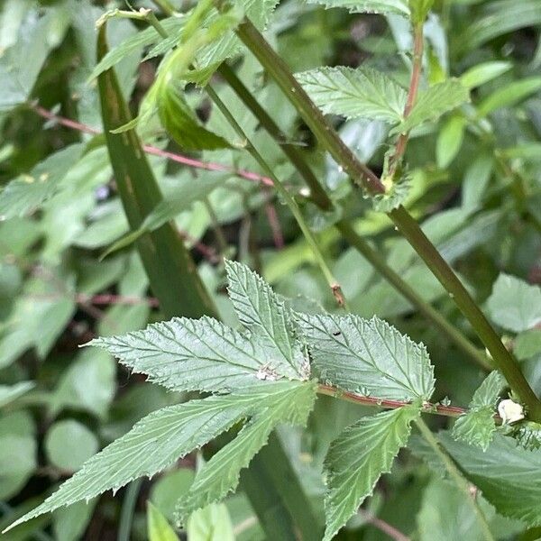 Filipendula ulmaria List