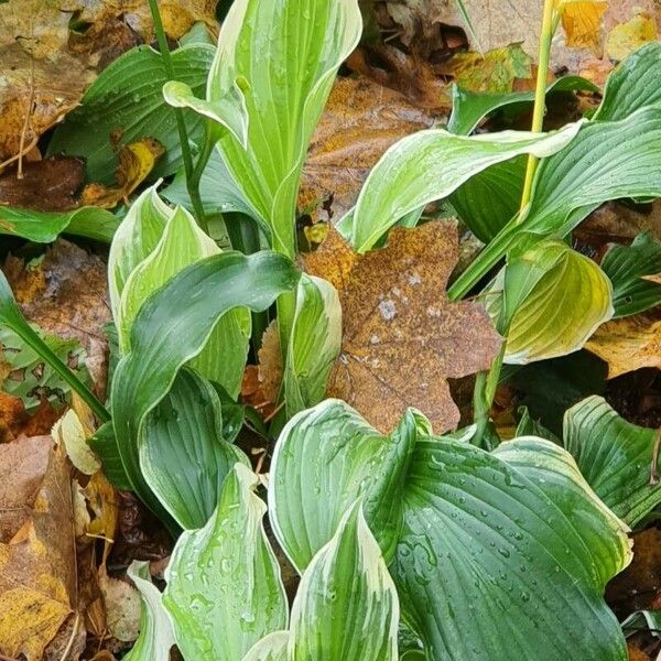 Hosta plantaginea Leaf