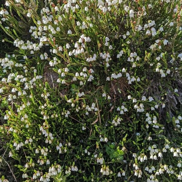 Cassiope mertensiana Fiore