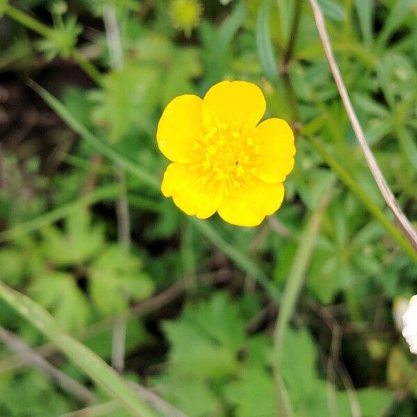 Ranunculus lanuginosus Květ