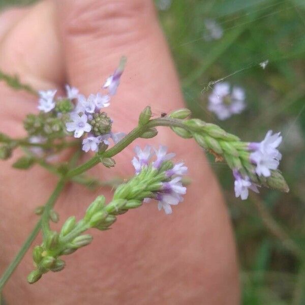 Verbena litoralis 花