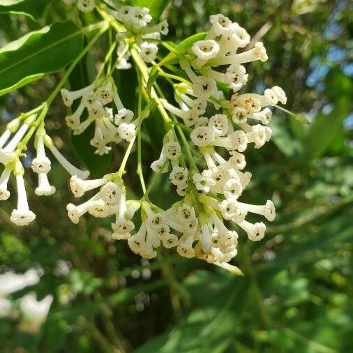 Cestrum diurnum Květ