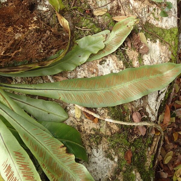 Asplenium africanum 葉