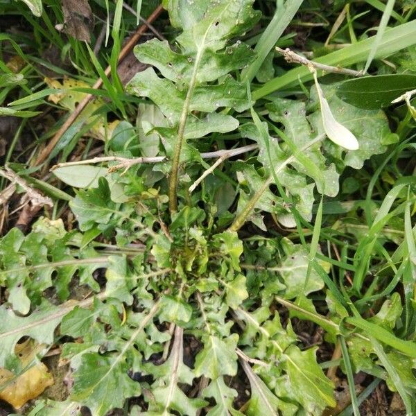 Crepis bursifolia Habitus