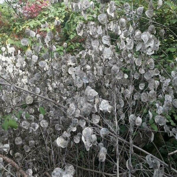 Lunaria annua Frugt