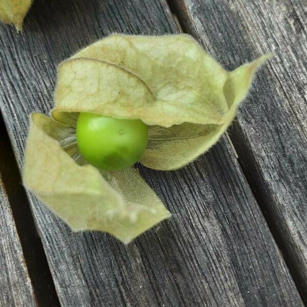 Physalis peruviana Фрукт