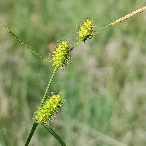 Carex oederi Λουλούδι