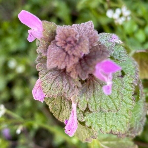 Lamium purpureum Květ