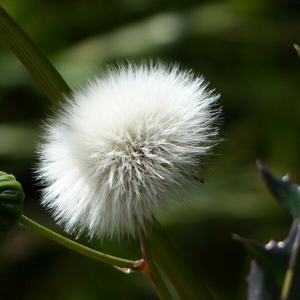 Sonchus oleraceus Fruit