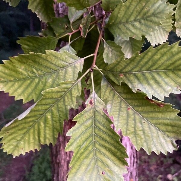 Quercus michauxii ഇല