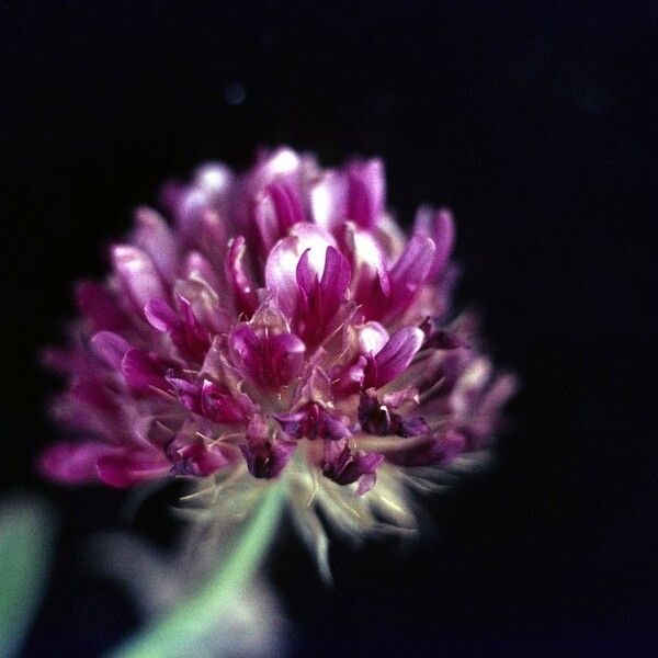 Trifolium wormskioldii 花