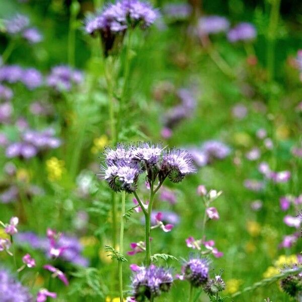 Phacelia congesta Altres