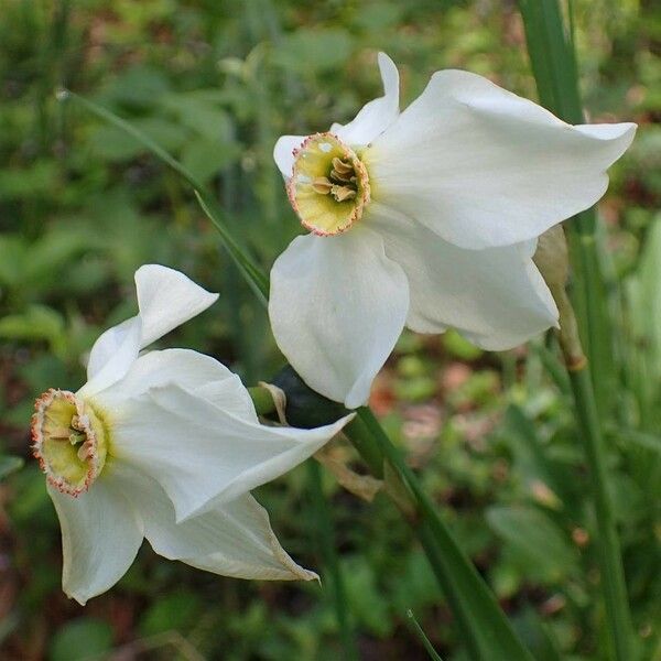 Narcissus poeticus 花