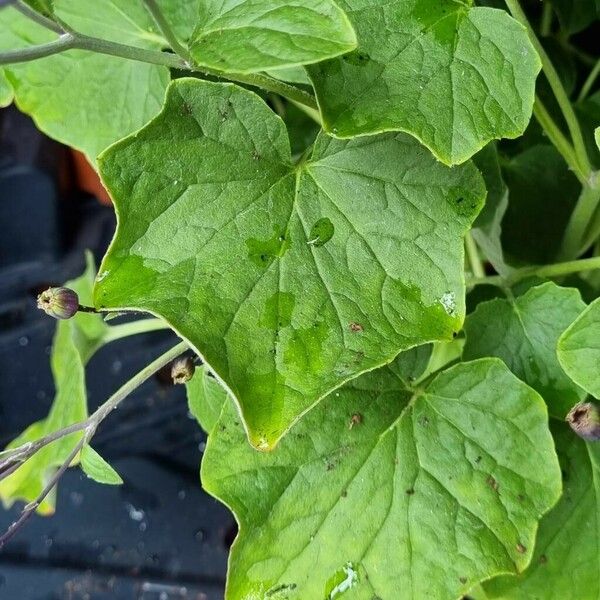 Pericallis lanata Foglia