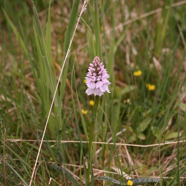 Dactylorhiza maculata عادت