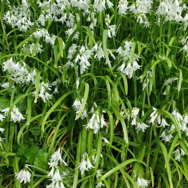 Allium triquetrum Lorea