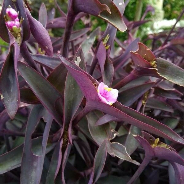 Tradescantia pallida Flower