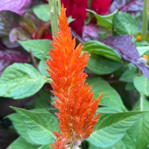 Celosia argentea Flower