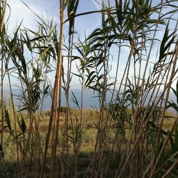 Arundo donax Folla