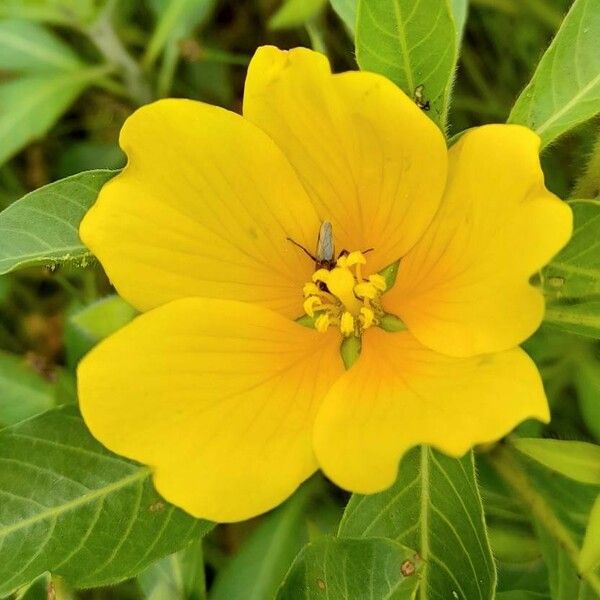 Ludwigia peploides Квітка