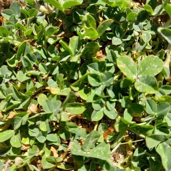 Trifolium fragiferum Frunză