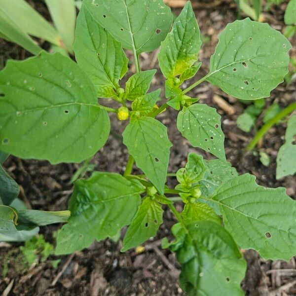 Physalis philadelphica Blad