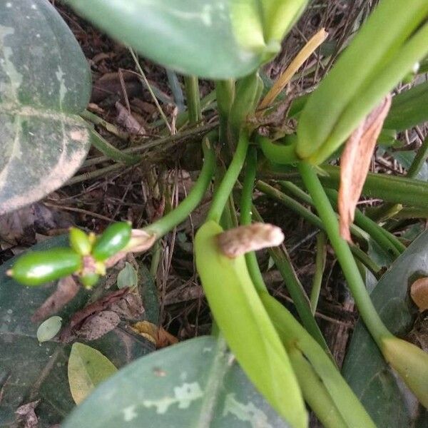 Aglaonema nitidum Altres