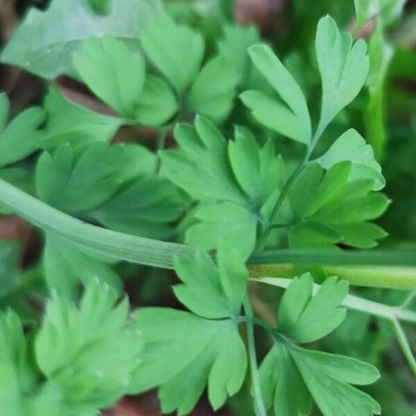 Fumaria capreolata Leaf