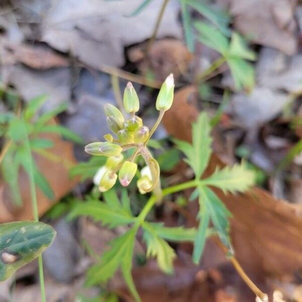 Cardamine concatenata (Cut-leaf toothcup)
