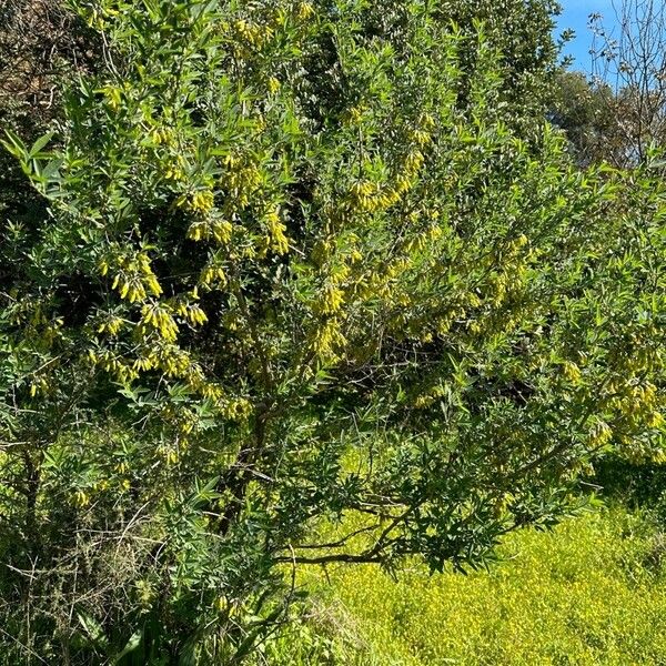 Anagyris foetida Habit