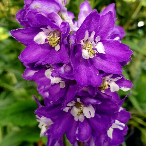 Delphinium elatum Flower