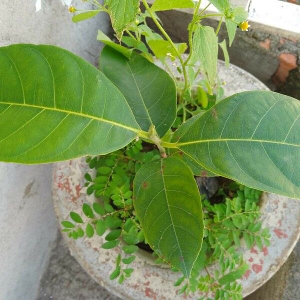 Artocarpus heterophyllus Blad