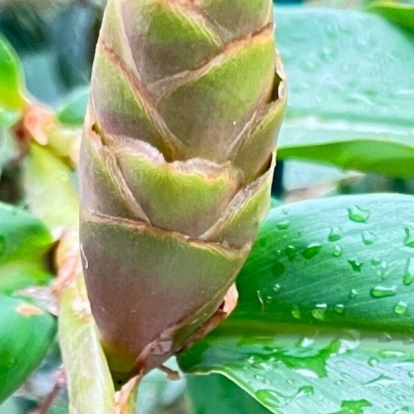 Costus arabicus Flower