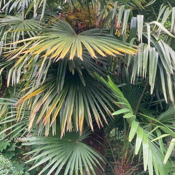 Trachycarpus fortunei Leaf