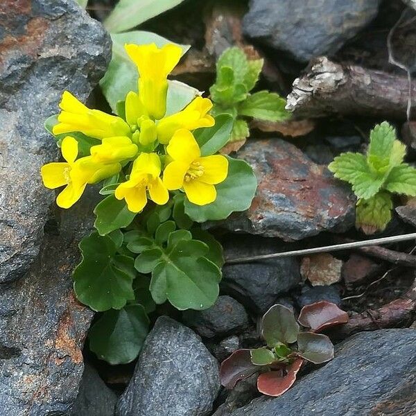 Barbarea verna Habit