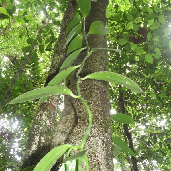 Vanilla pompona Leaf