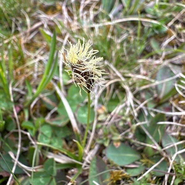 Carex caryophyllea 花